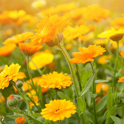 calendula