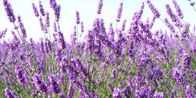 lavender essential oil naturally manage dark circles under eyes