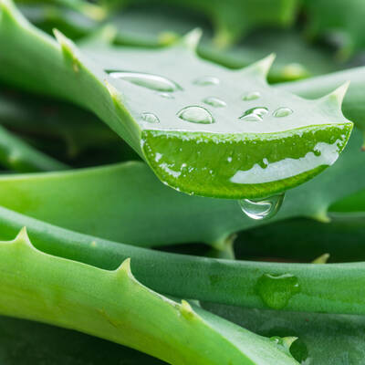 aloe vera